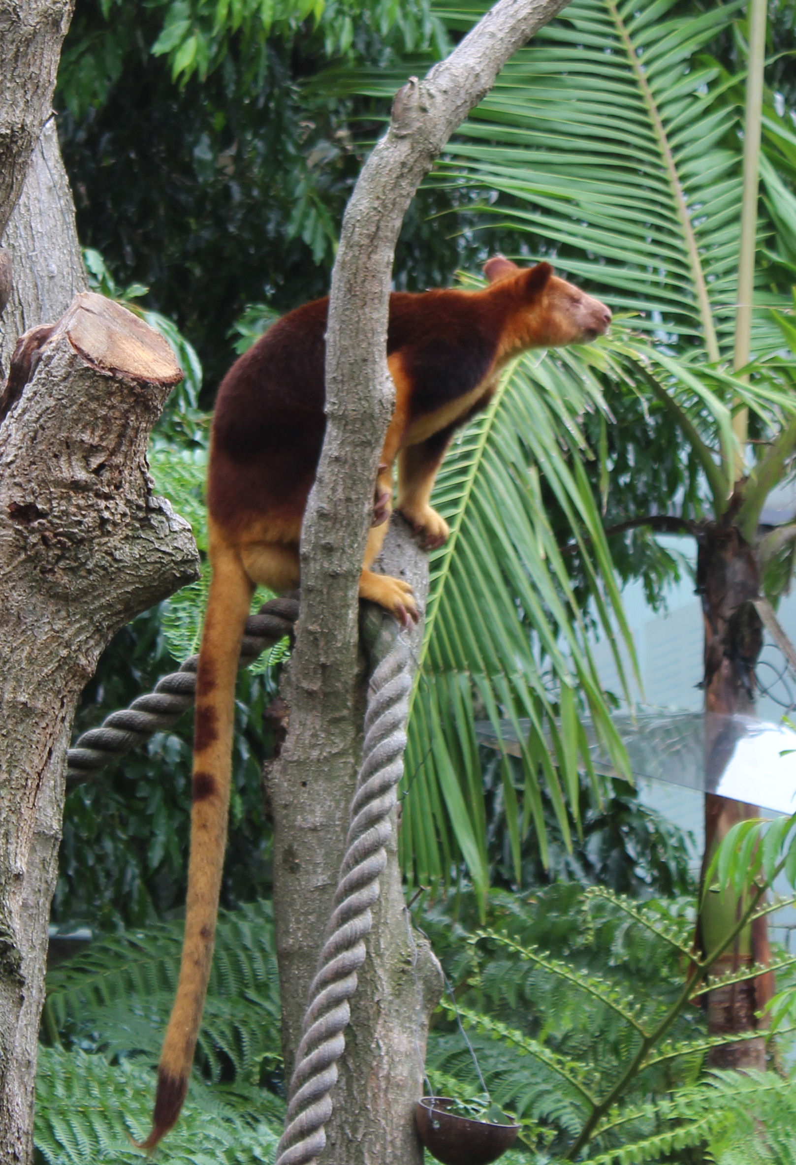 Taronga Zoo Tree Kangaroo