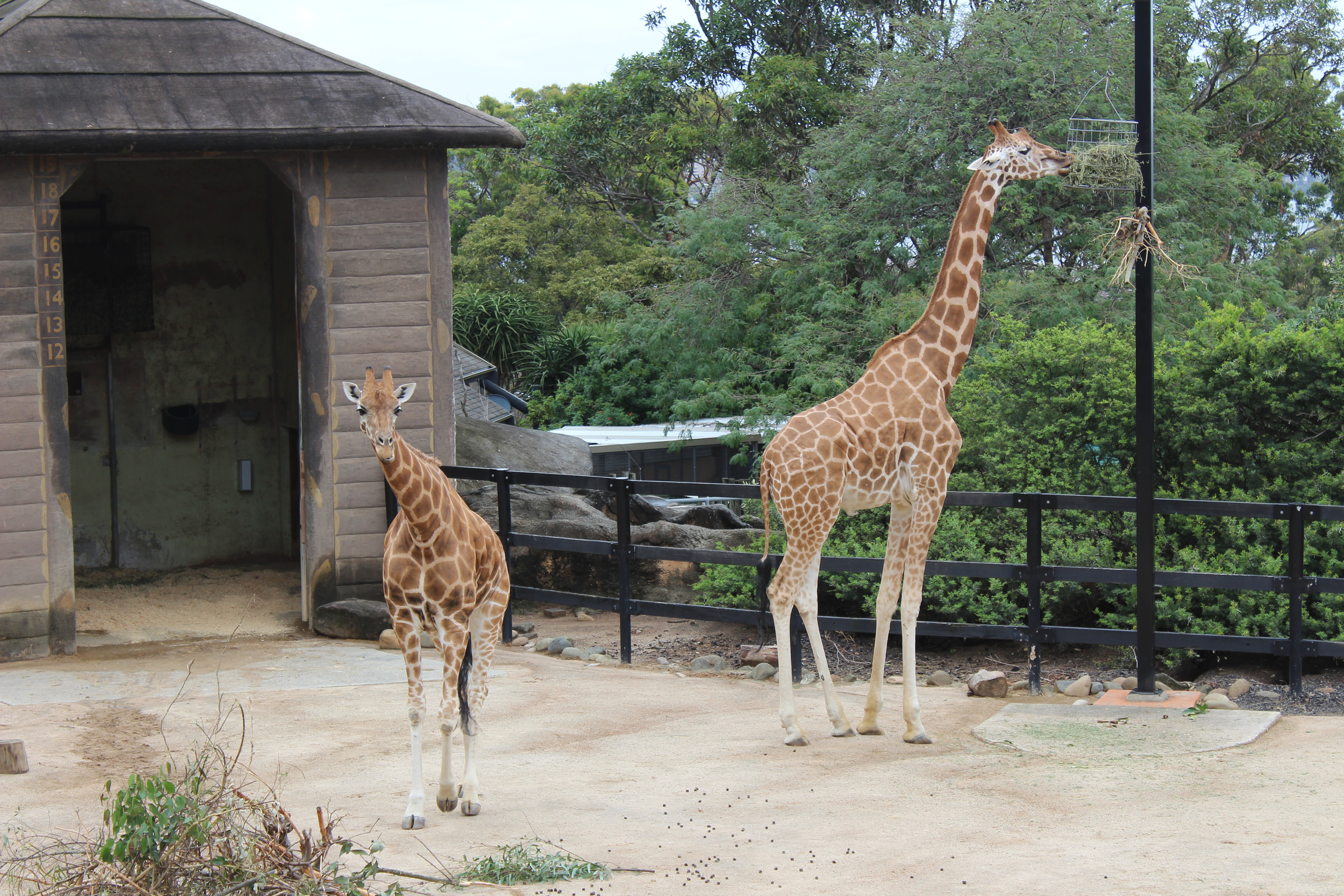 Taronga Zoo Giraffes