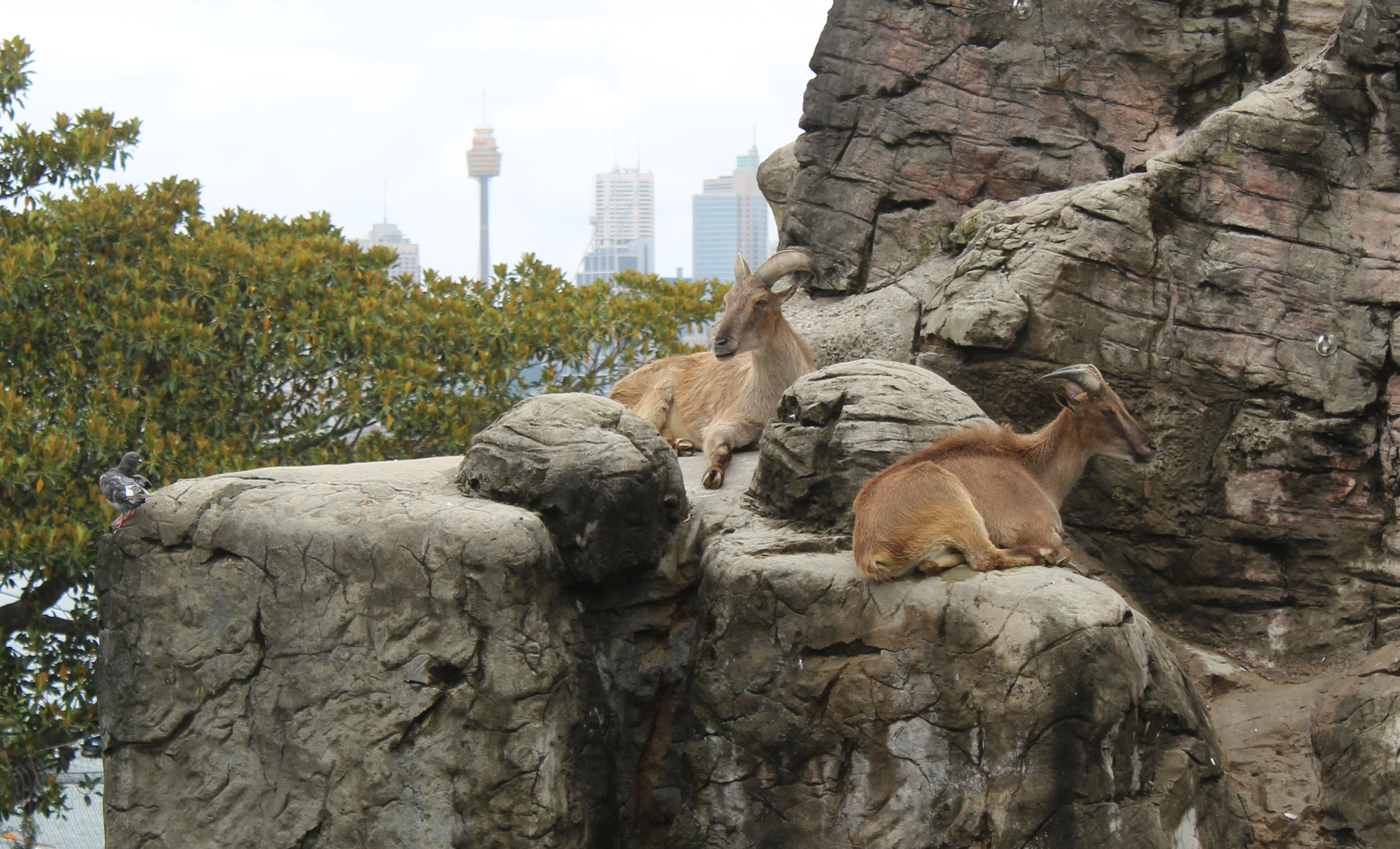 Taronga Zoo Himalayan Tahr