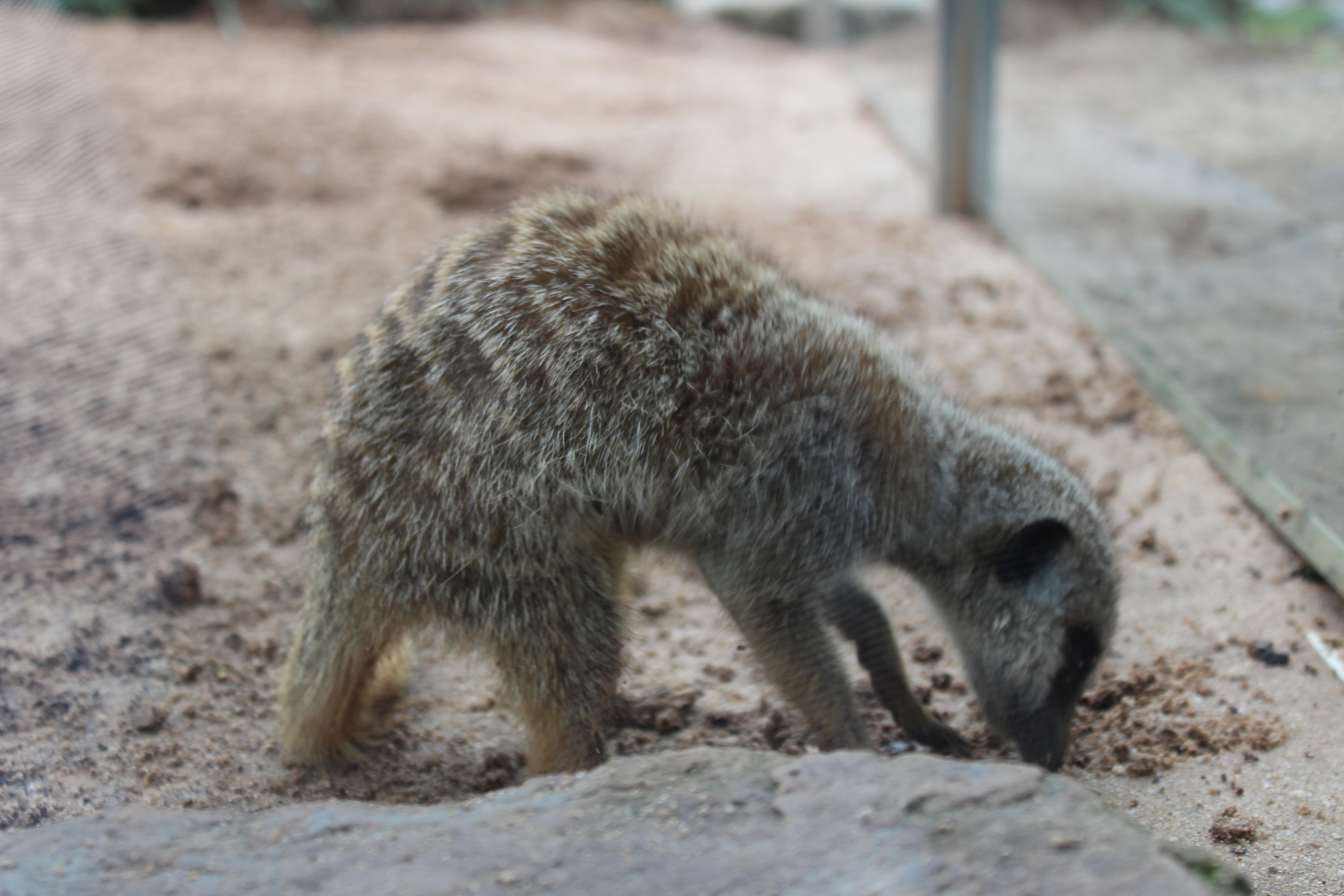 Taronga Zoo Merekat