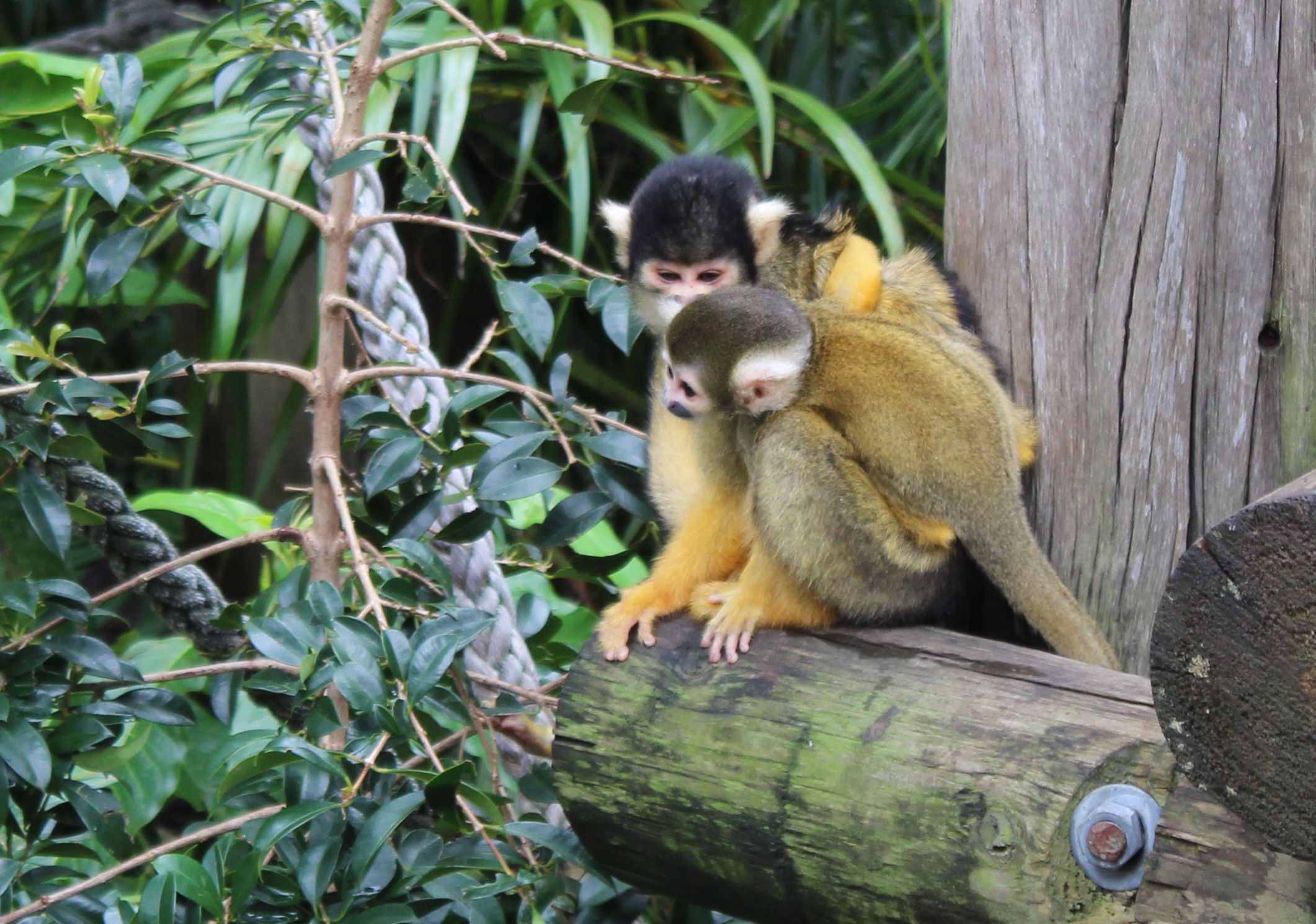 Taronga Zoo Squirrel Monkeys