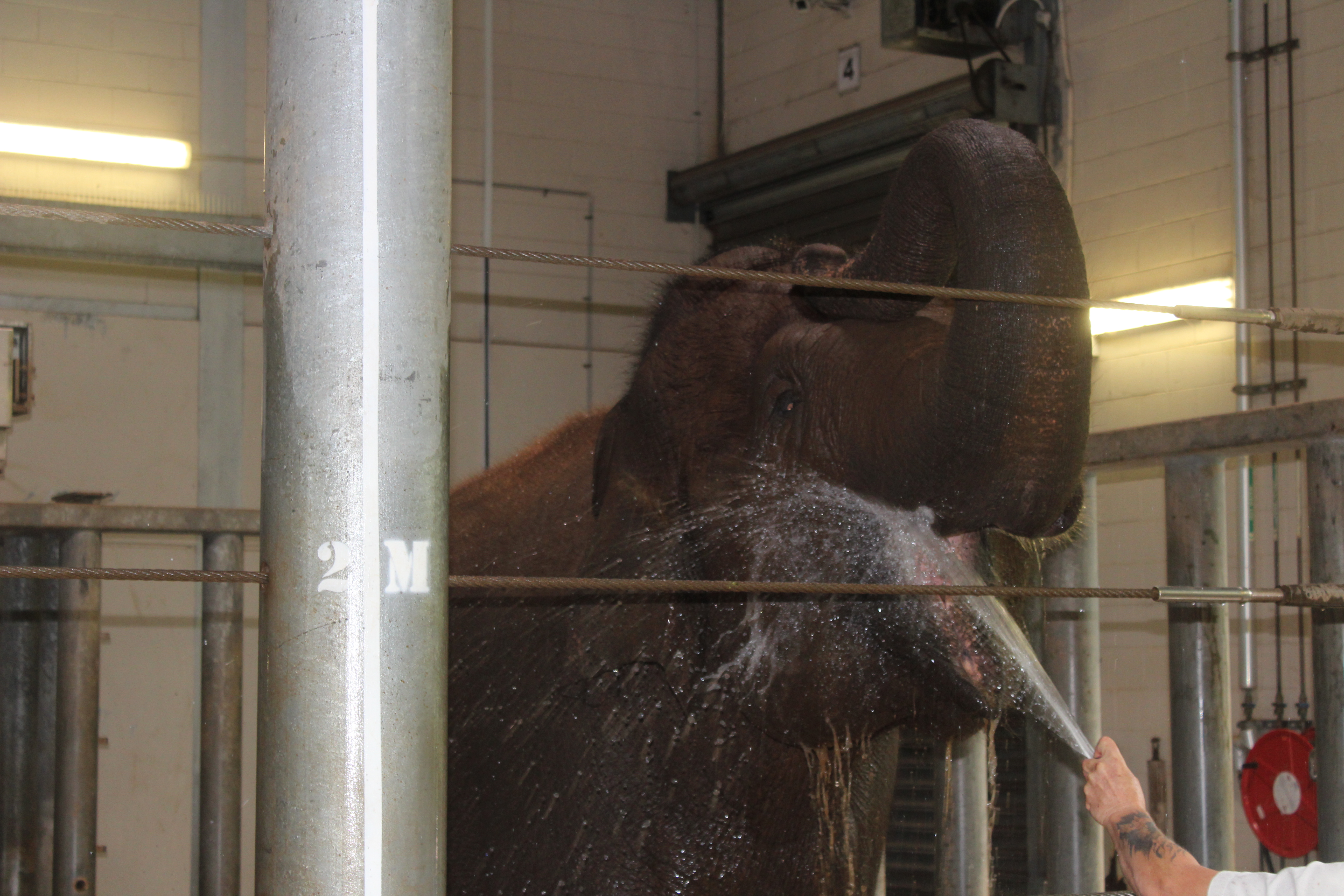 Taronga Zoo Elephant