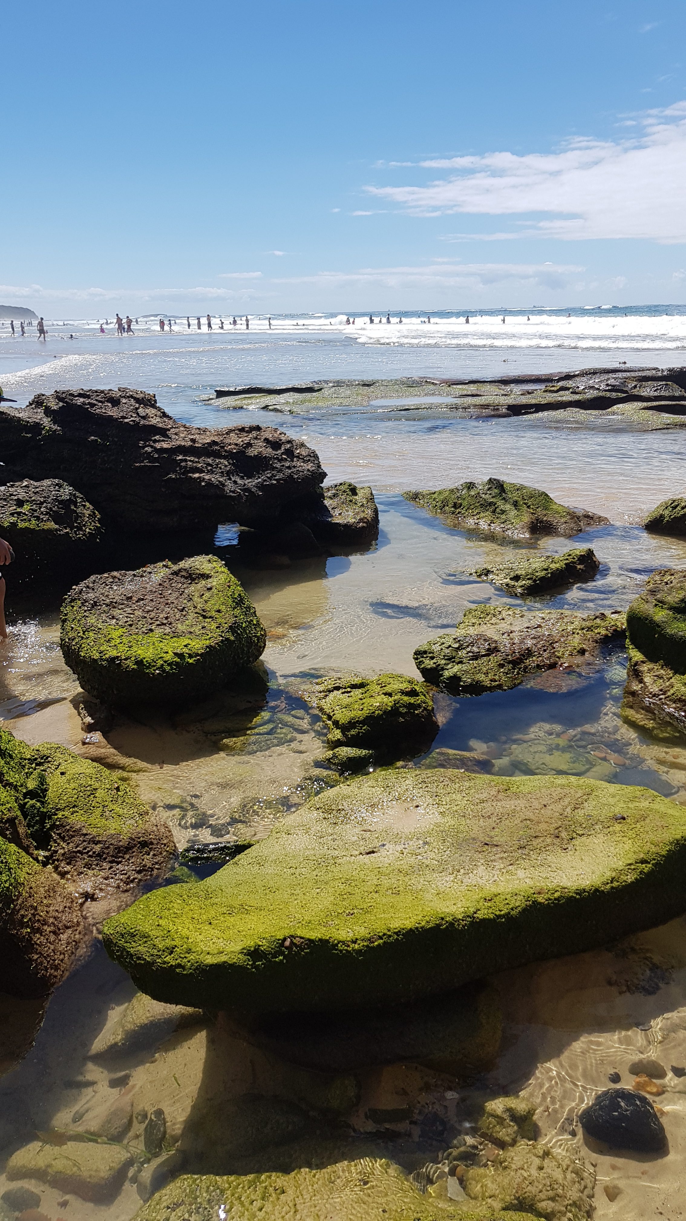 Rocks and Algae at Caves Beach