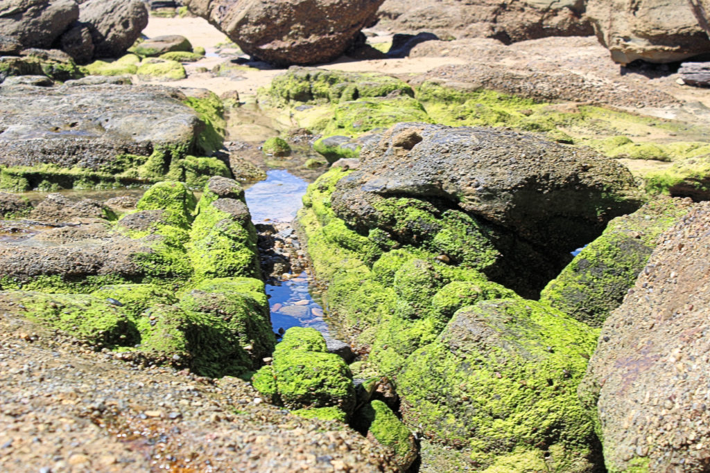 Rock Platform at Cave's Beach