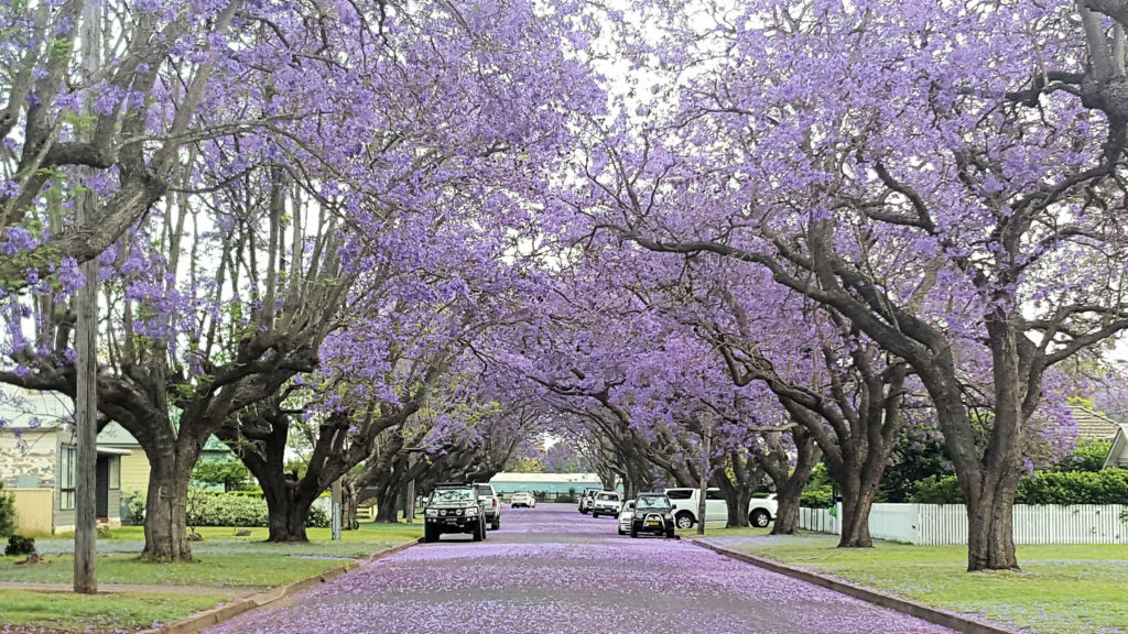 Jacarandas in Bloom