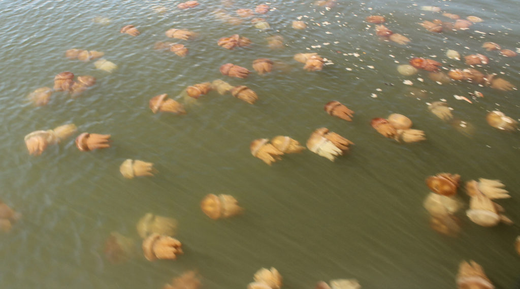 Jellyfish on the Hawkesbury River