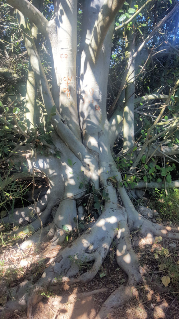 Gnarly Tree Roots Burning Mountain Nature Reserve Wingen NSW Australia www.destinationsjourney.com