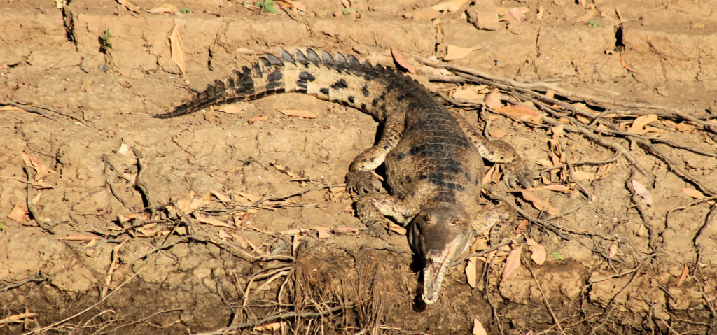 Fresh Water Crocodile Geike Gorge Four-Wheel Drive Kimberley Safari