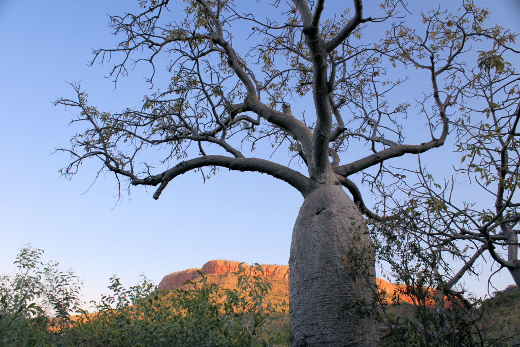 Boab Tree at Emma Gorge Resort Four-Wheel Drive Kimberley Safari