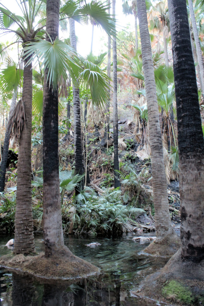 Zebeedee Springs Thermal Pools Four-Wheel Drive Kimberley Safari