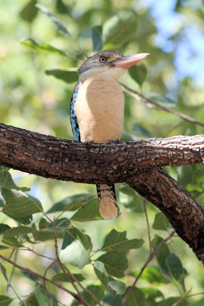 Kookaburra at Emma Gorge Four-Wheel Drive Kimberley Safari