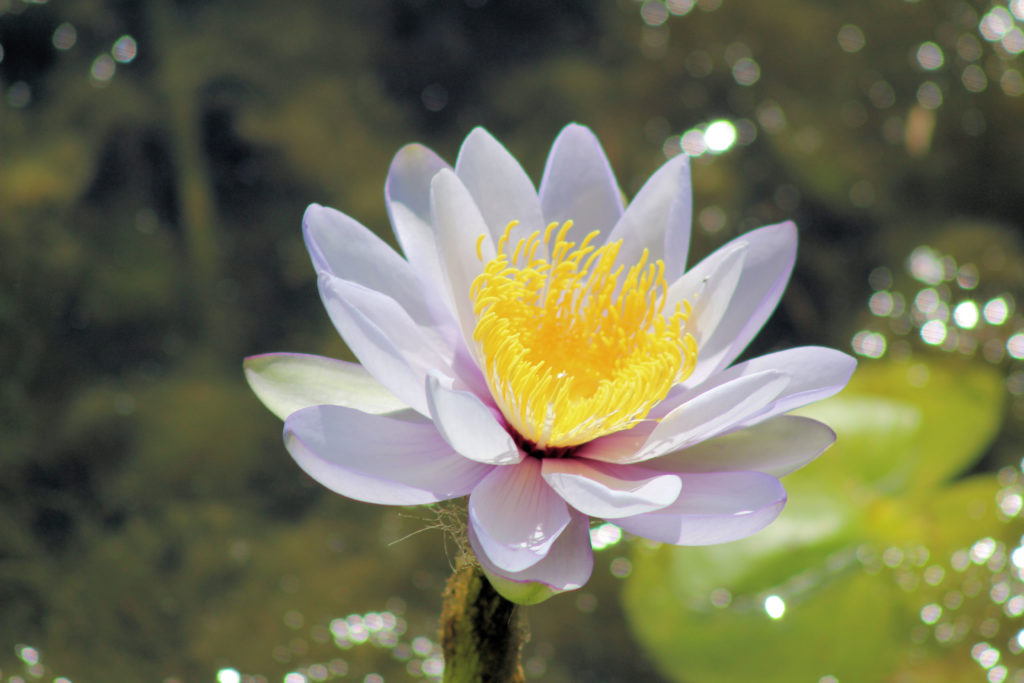 Water Lilly at Parry Lagoon Four-Wheel Drive Kimberley Safari