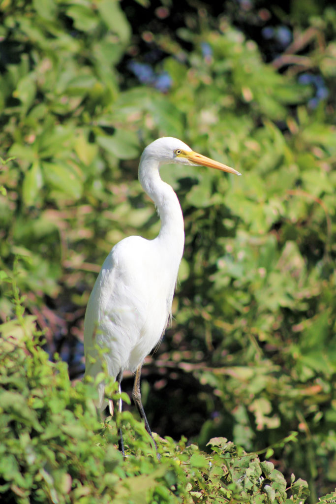 Intermediate Egret at Parry Lagoon Four-Wheel Drive Kimberley Safari