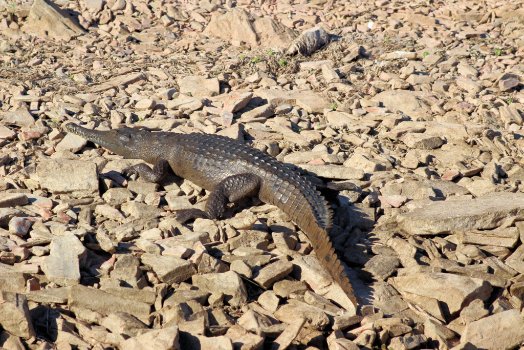 Fresh Water Crocodile on Lake Argyle Four-Wheel Drive Kimberley Safari