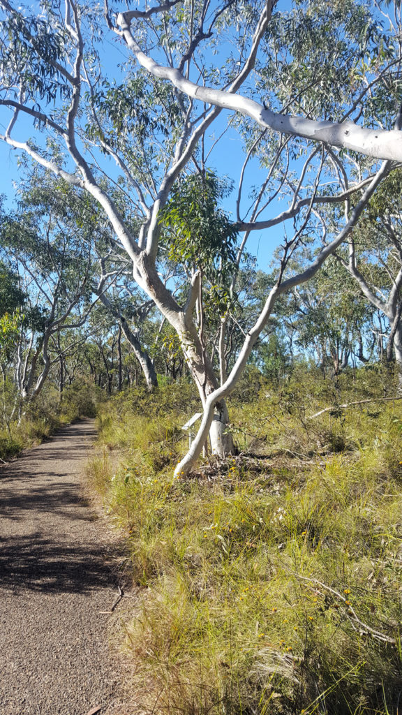 Walking Trail at Bulgandry Aboriginal Art Site Brisbane Waters National Park