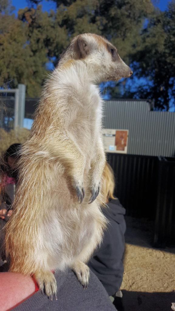  meerkat encounter hunter valley zoo www.destinationsjourney.com height=