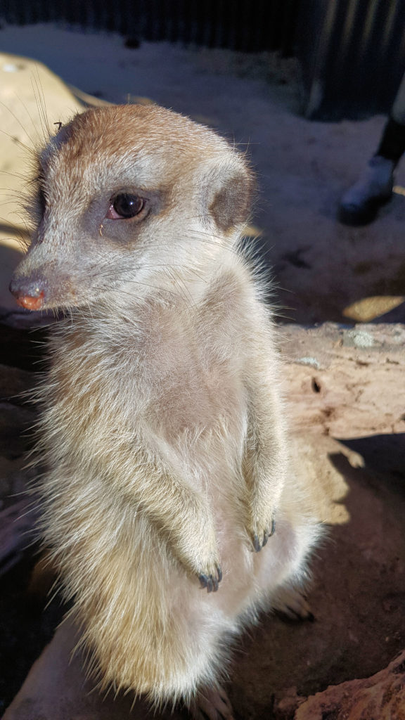 Meerkat Encounter Hunter Valley Zoo www.destinationsjourney.com