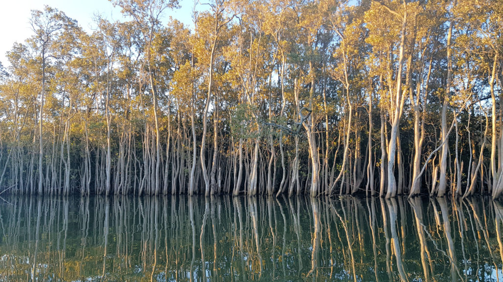 Mangroves in the Hunter Wetlands Hunter Wetlands National Park With School of Yak Kayak Tours Hunter Wetlands National Park Kayaking www.destinationsjourney.com