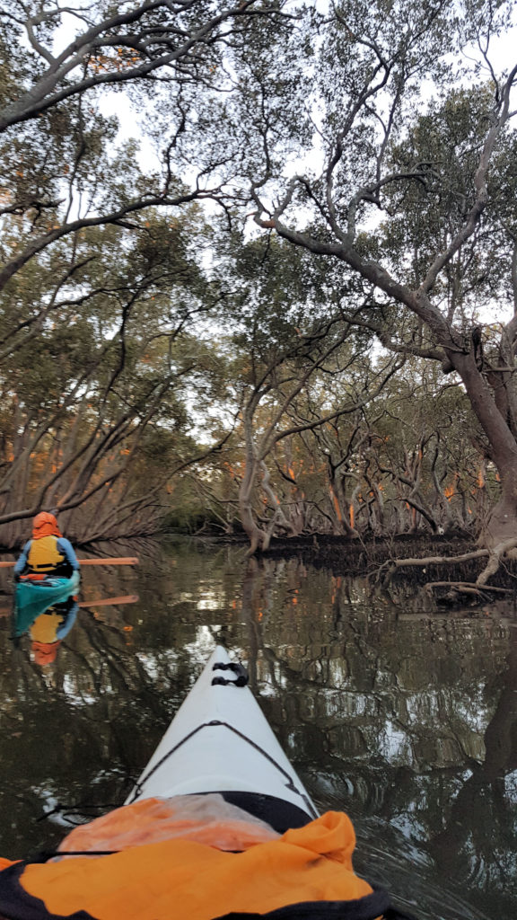 Small Channel by Kayak Hunter Wetlands National Park With School of Yak Kayak Tours Hunter Wetlands National Park Kayaking www.destinationsjourney.com