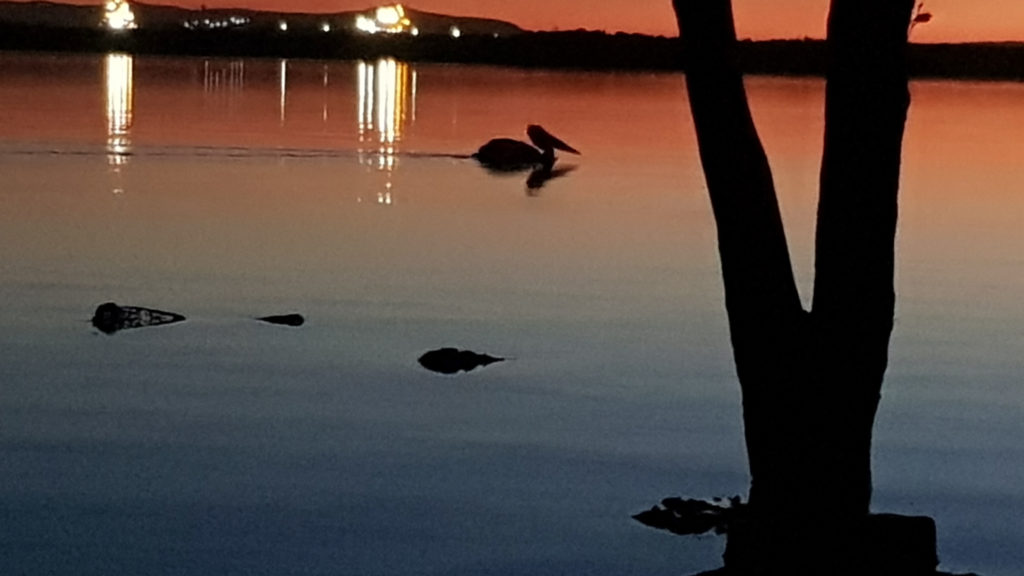 Pelican at Sunset Hunter Wetlands National Park With School of Yak Kayak Tours Hunter Wetlands National Park Kayaking www.destinationsjourney.com