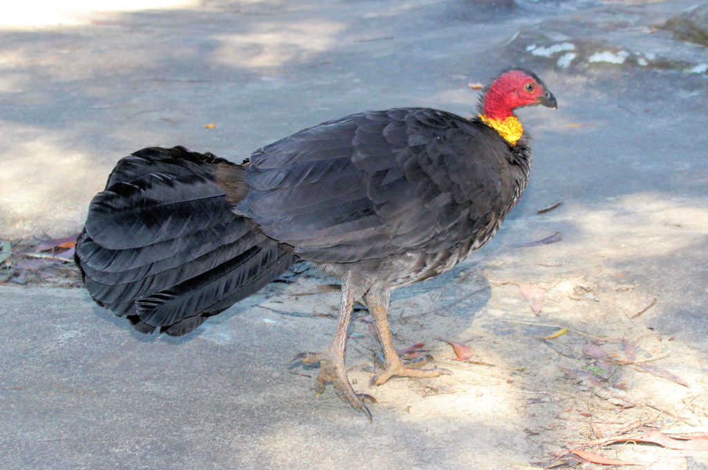 Bush Turkey at Somersby Falls Brisbane Waters National Park