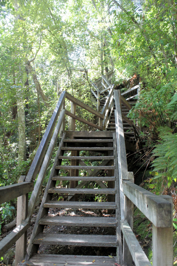 Steps on the Track into Somersby Falls Brisbane Waters National Park