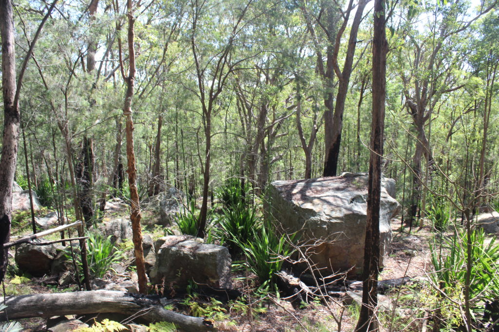 Walking Track Mount Sugarloaf Newcastle