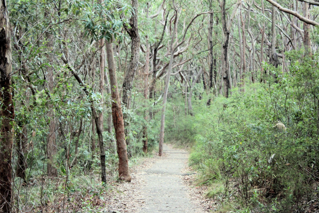 Bush Walking Track Maitland Bay Track Bouddi National Park