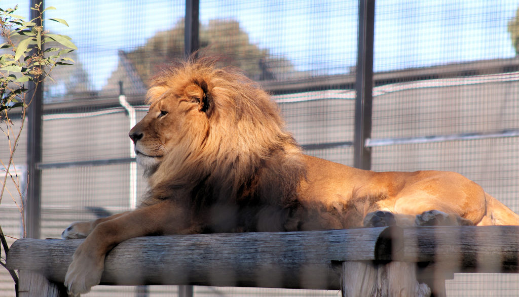 Lion Hunter Valley Zoo www.destinationsjourney.com