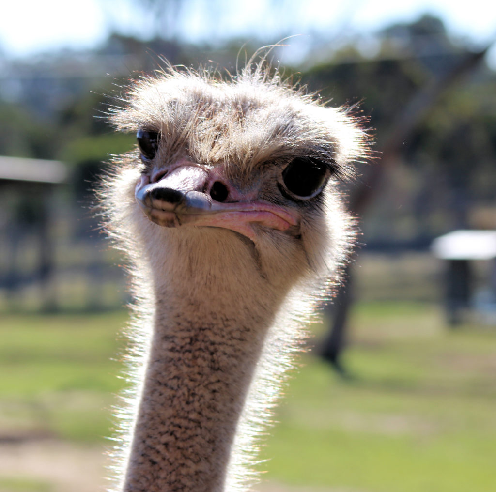 Ostrich Hunter Valley Zoo www.destinationsjourney.com