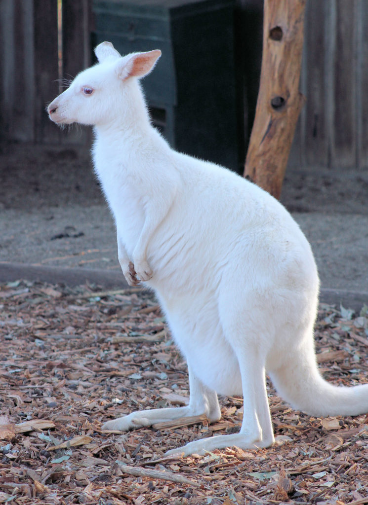  albino kangaroo hunter valley zoo www.destinationsjourney.com height=