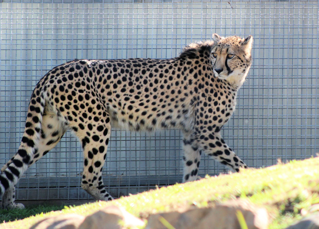 Cheetah Hunter Valley Zoo www.destinationsjourney.com