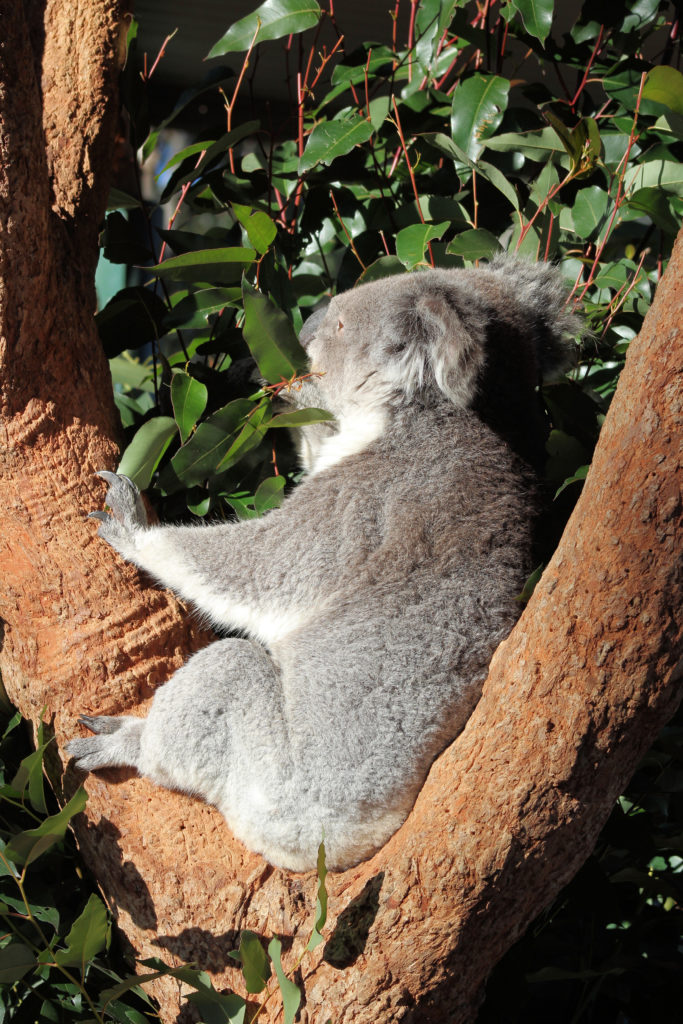 Koala Hunter Valley Zoo www.destinationsjourney.com