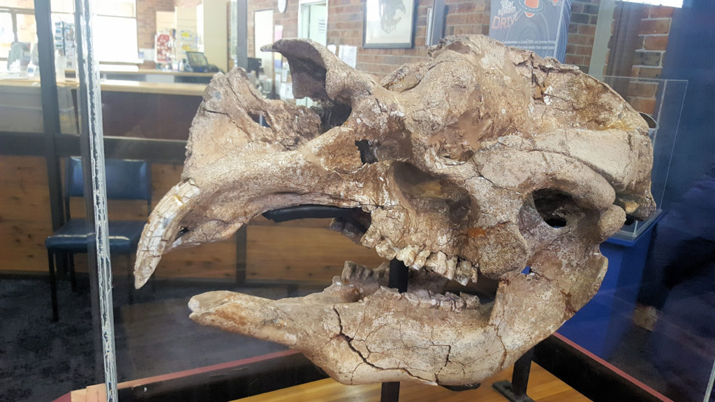 Diprotodon Skull at the Visitors' Centre Coonabarabran