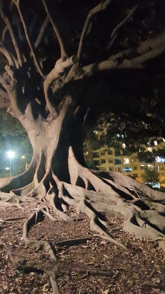 Fig Tree at Night Dark Stories True Crime Tour