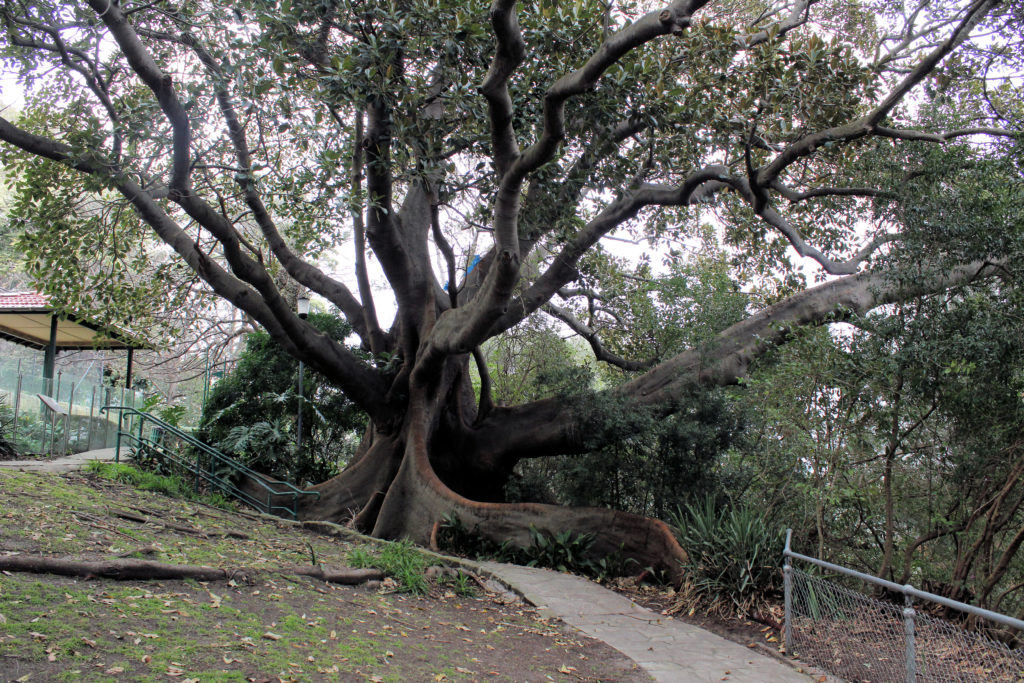 Old Tree on Garden Island Royal Australian Navy Heritage Centre