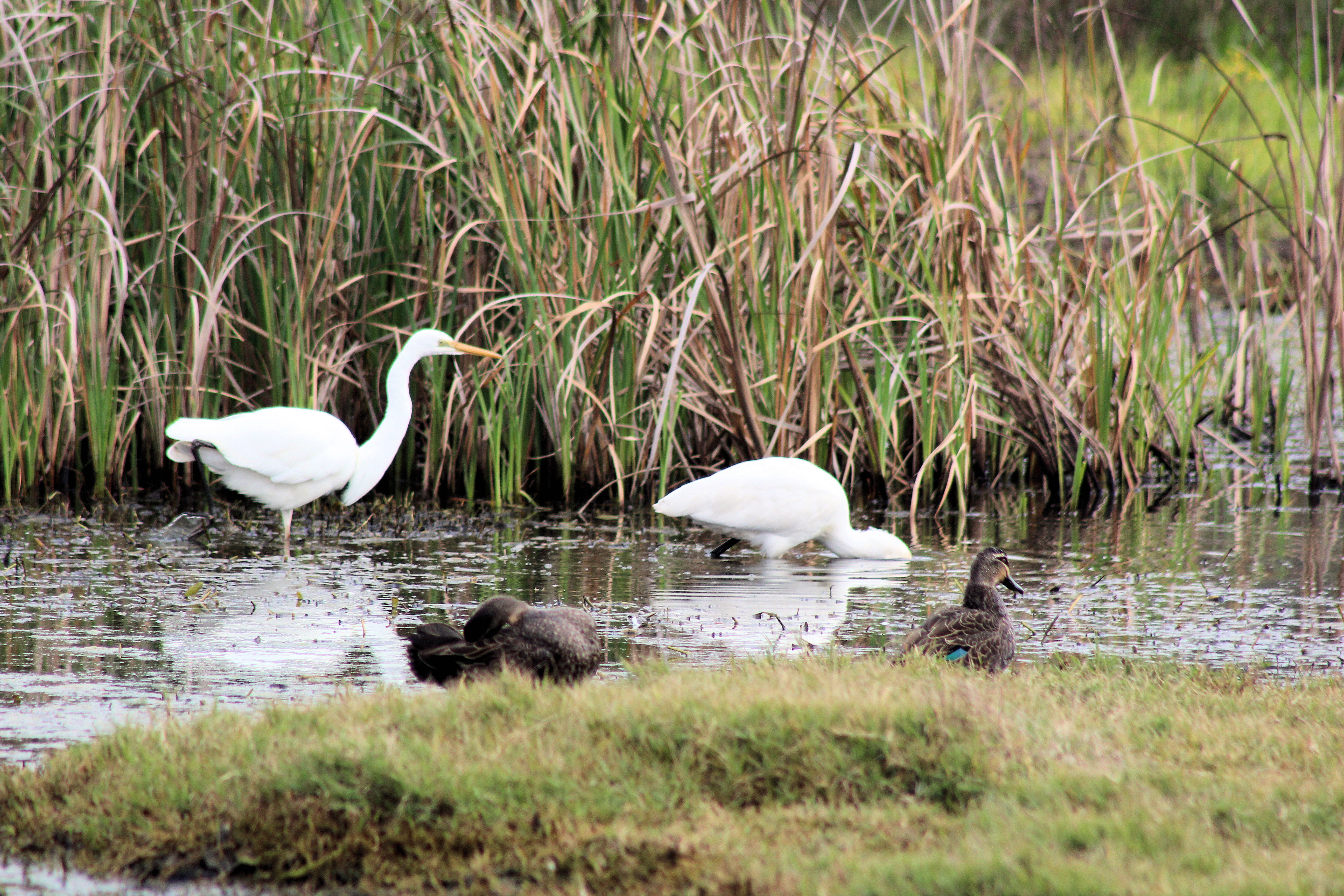 Birdlife Hunter Wetlands National Park