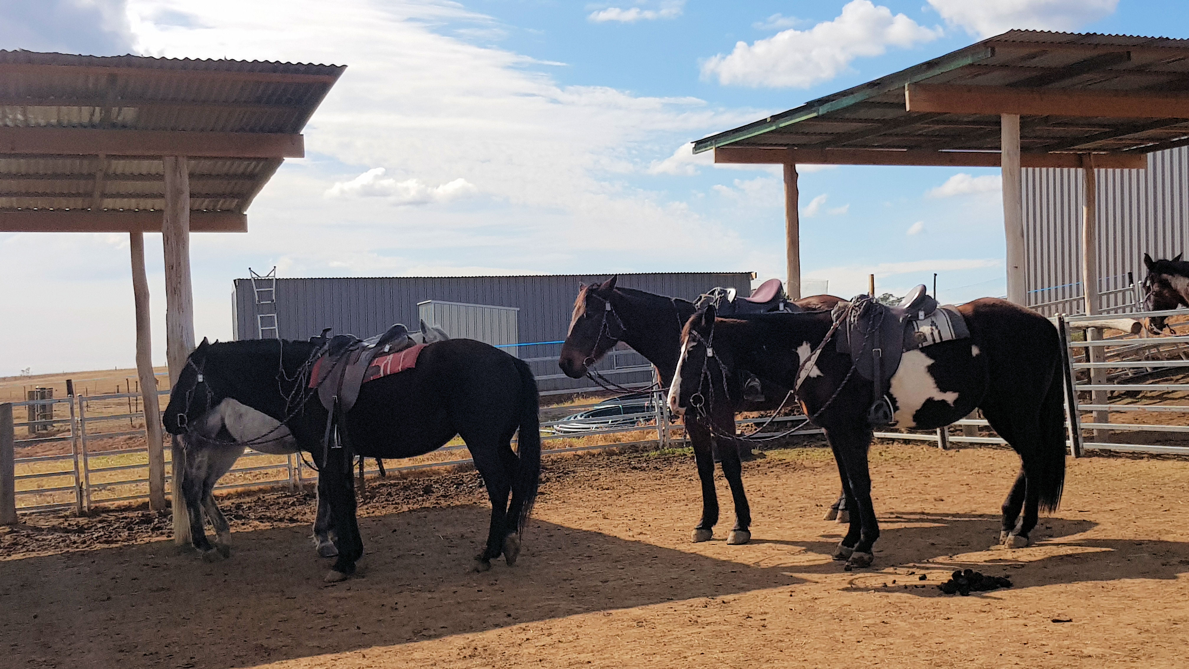 Hunter Valley Horses