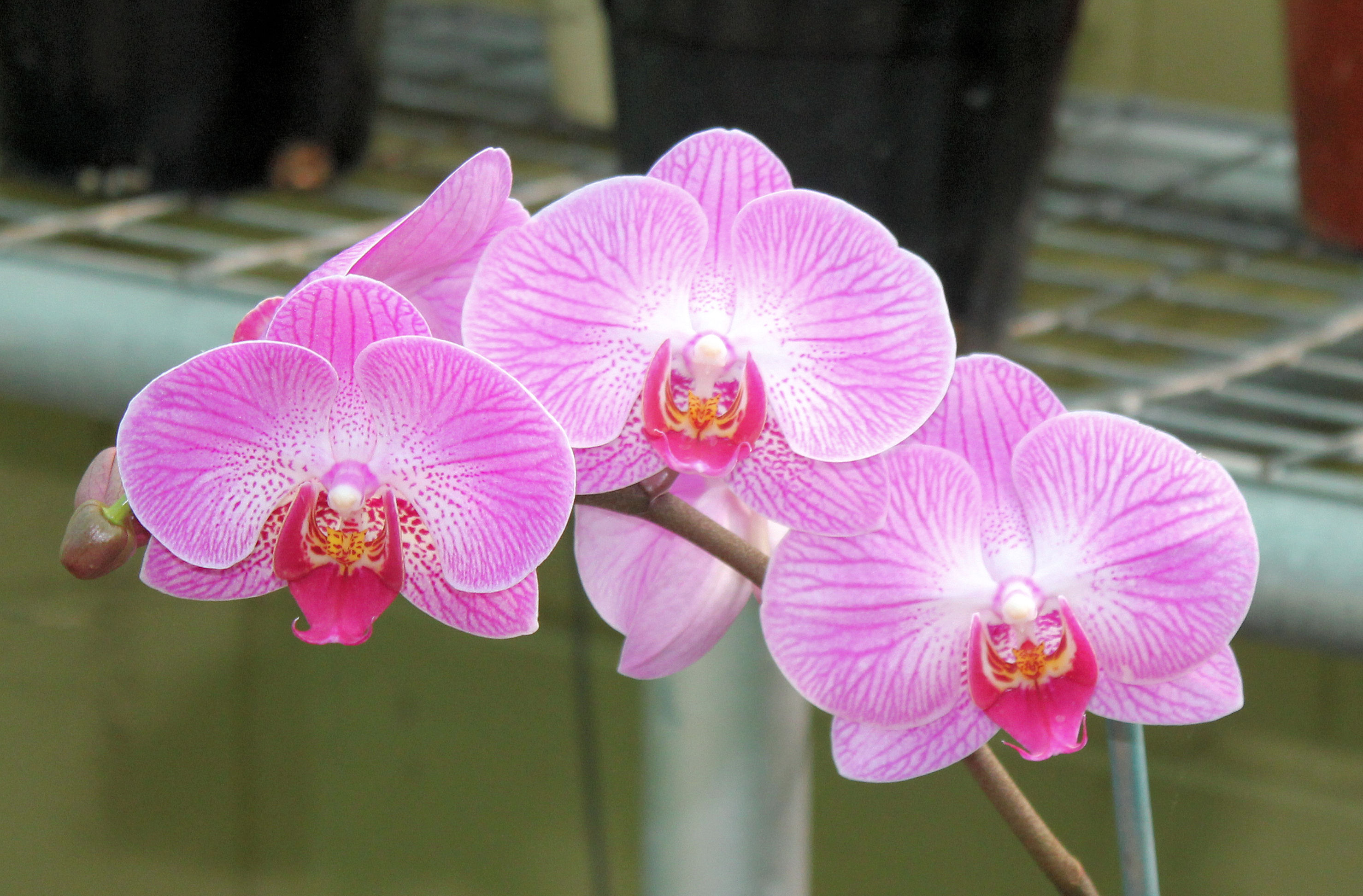 Orchid House Hunter Region Botanic Gardens Newcastle NSW Australia