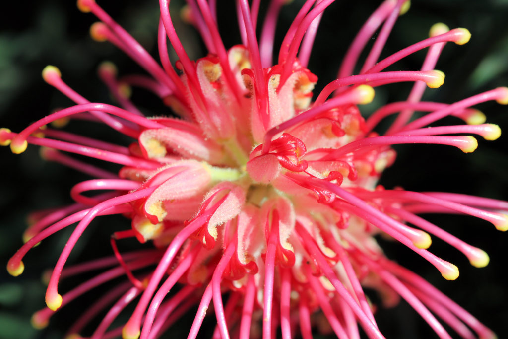 Grevillea Hunter Region Botanic Gardens Newcastle NSW Australia