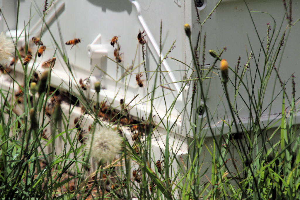 Bees Entering the Hive Hands On Beekeeping Workshop Newcastle