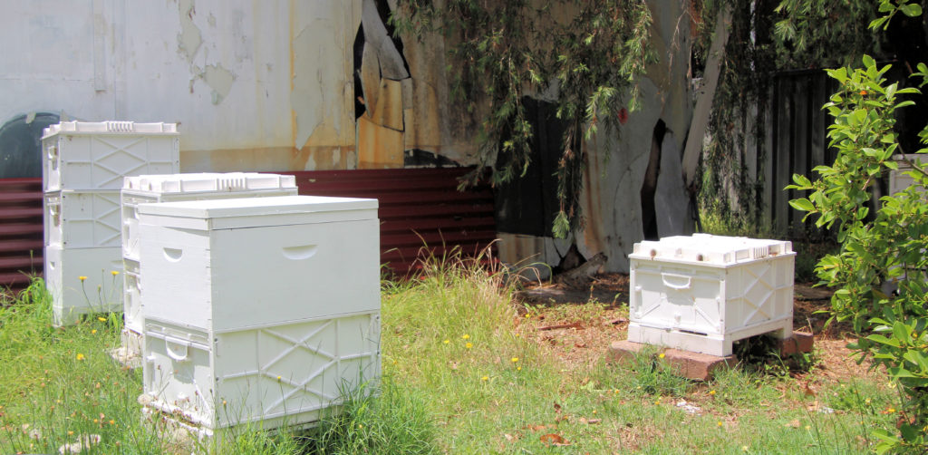 Bee Hives Hands On Beekeeping Workshop Newcastle