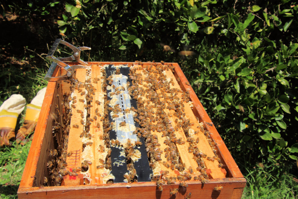 Open Hive Hands On Beekeeping Workshop Newcastle