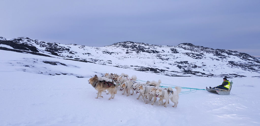 Dog Sled Training Ilulissat Greenland