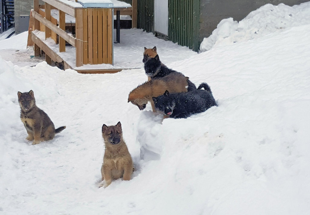 Husky Puppies Ilulissat Greenland