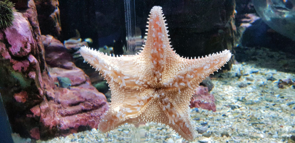 Star Fish at the Arctic Aquarium Polaria Polaria Tromsø Norway