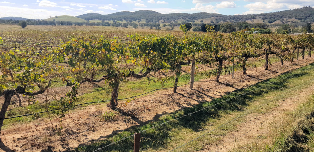 Grape Vines Mudgee NSW Australia