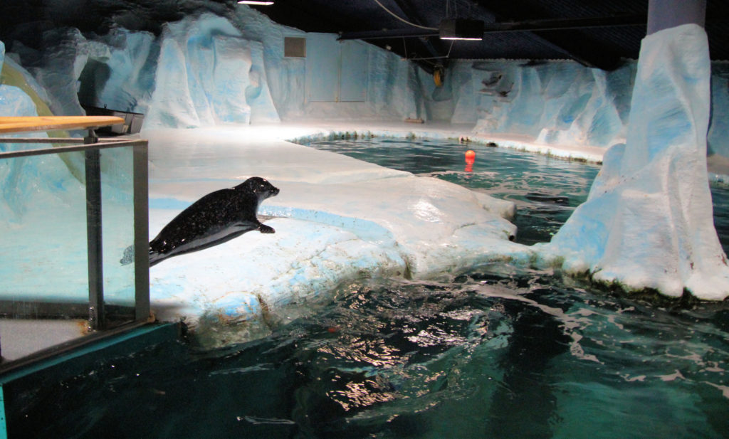 Seal at Polaria Arctic Aquarium Tromsø Norway