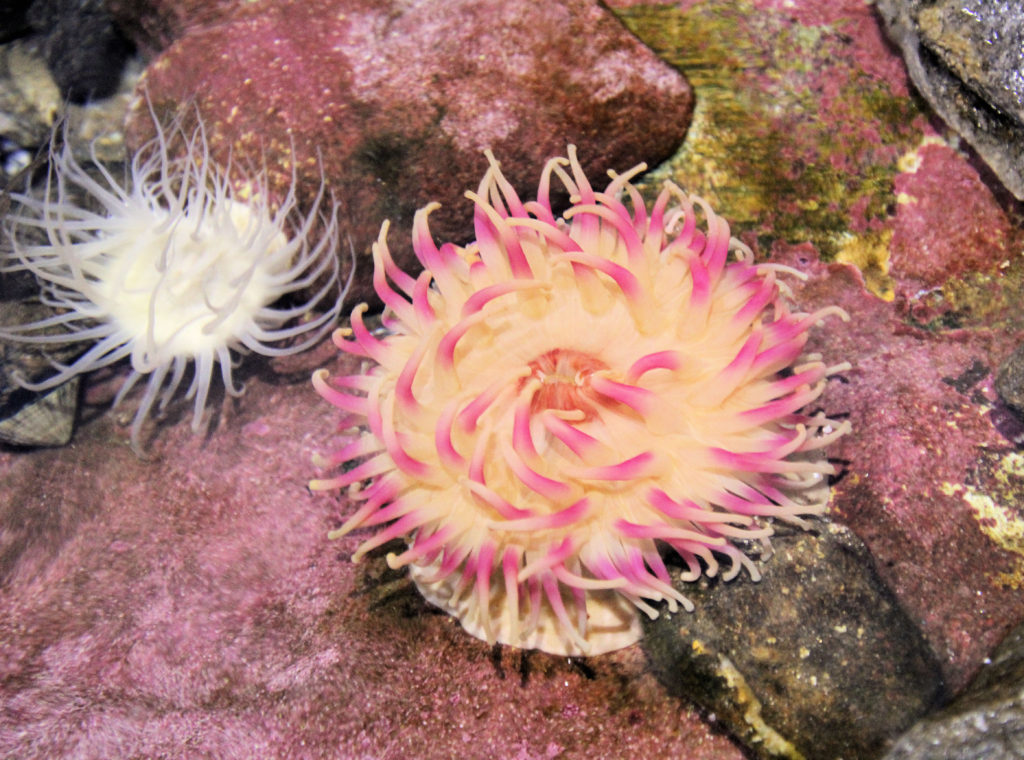 Sea Anemone Polaria Arctic Aquarium Tromsø Norway