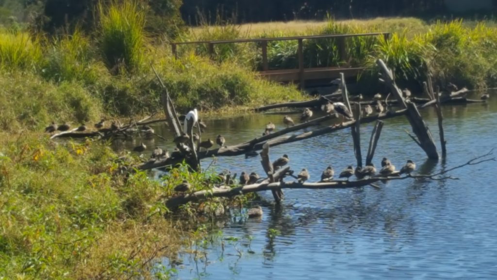 Birds at Hunter Wetlands Centre